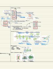 Unveiling the Intricacies of Lipid Bilayer Asymmetry | Course Hero