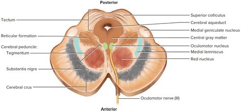 Human Brain Anatomy and Function - Cerebrum, Brainstem