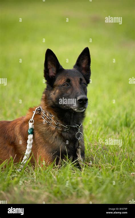 Belgian Malinois at training Stock Photo - Alamy