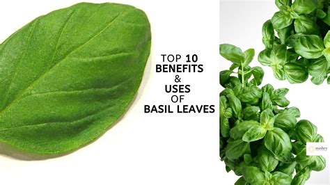 Top 10 Benefits & Uses Of Basil Leaves