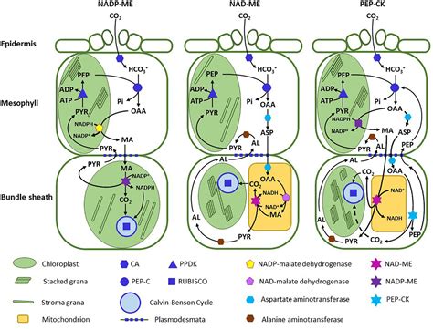 Frontiers | Evolutionary Convergence of C4 Photosynthesis: A Case Study in the Nyctaginaceae