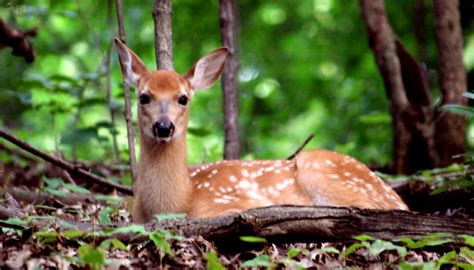 Wildlife in Distress - Forest Preserves of Cook County