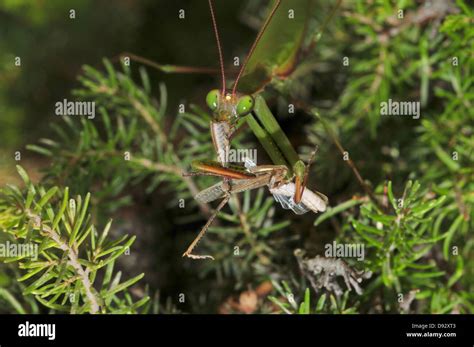 Praying Mantis, European Mantis, Mantis religiosa Stock Photo - Alamy