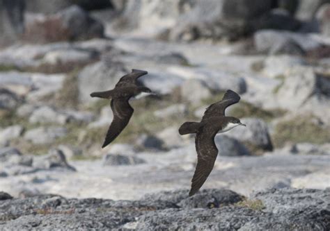 A Sobering List of Critically Endangered Species in Peru | New Peruvian