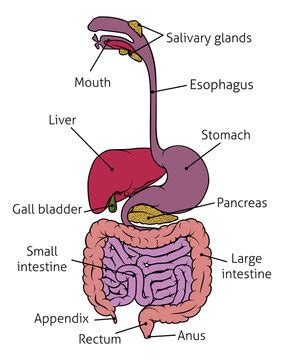 Digestive System Diagram Images – Browse 537 Stock Photos, Vectors, and Video | Adobe Stock