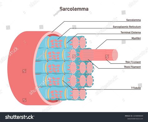 Sarcolemma Structure Muscle Fiber Educational Closeup Stock Vector ...