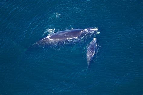 Grandmother and Grandfather Among 4 Endangered Whales That Died This ...