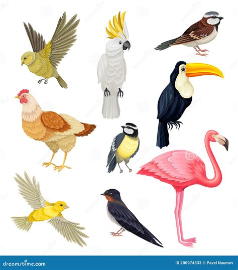 Birds As Warm-blooded Vertebrates Or Aves With Feathers And Toothless ...