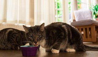 Best Grain Free Cat Food: All You Need To Know