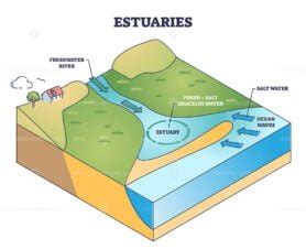 Estuaries water body structure with salt and freshwater outline diagram ...