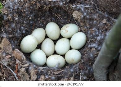 761 Mallard Duck Eggs Nest Images, Stock Photos, and Vectors | Shutterstock