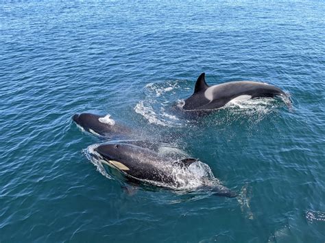 Unbelievable pod of Orcas! - Strikhedonia