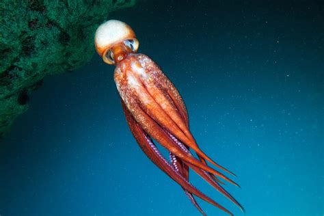 Cephalopoda - Alexander Semenov