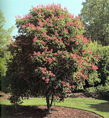 Red Buckeye – Aesculus pavia – The University of Alabama Arboretum