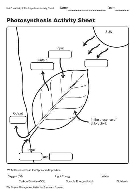 Photosynthesis Diagram Worksheet Structures Of Photosynthesis | The ...