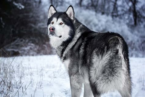 Introducing the Gentle Giant Alaskan Malamute