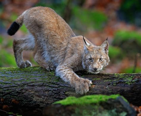 Eurasian Lynx (Lynx lynx) | about animals