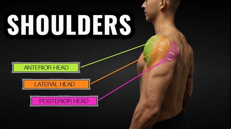 Safe and Effective Shoulder Training – Spring Hill Fitness