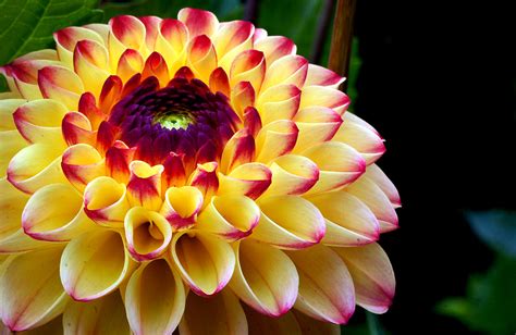 Oreti Dandy | Dahlia plants are amazing, another example of … | Flickr