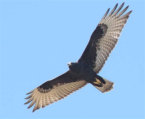 Zone-tailed Hawk - Buteo albonotatus - Species Information and Photos