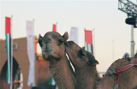 Free picture: camel, animal, urban, town, street