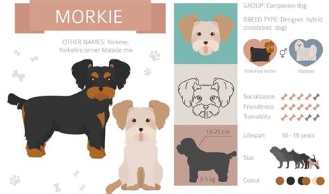 Morkie Growth Chart | Morkie Weight & Size Chart