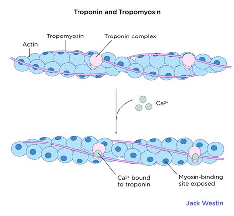 Presence Of Troponin And Tropomyosin - Specialized Cell Muscle Cell ...