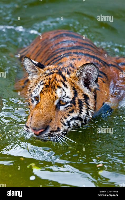 Young Tigers (about 11 months old) playing in water, Indochinese tiger or Corbett's tiger ...