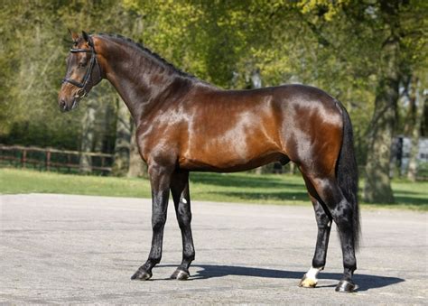 Dutch Warmblood Horse Info, Origin, History, Pictures