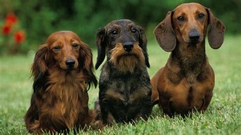 How to Groom a Dachshund