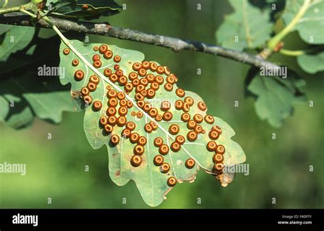 gall wasp on oak leaf Stock Photo, Royalty Free Image: 88527935 - Alamy