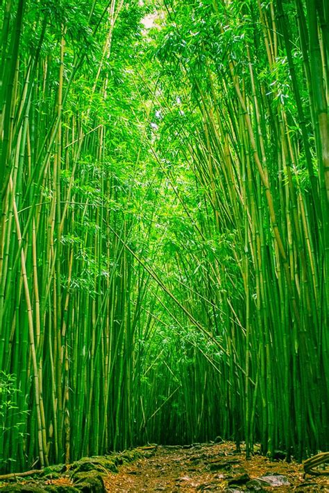 Bamboo Tree Wallpaper