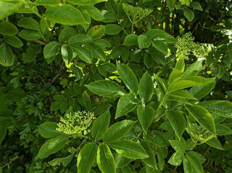 How to Identify Elder (Sambucus nigra)