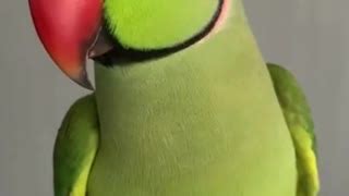 Parrot perfectly mimics crying baby