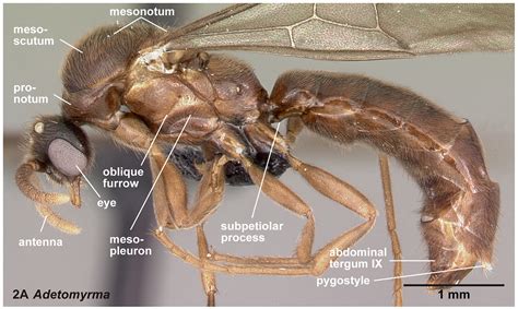 Collecting ants – Economo Lab