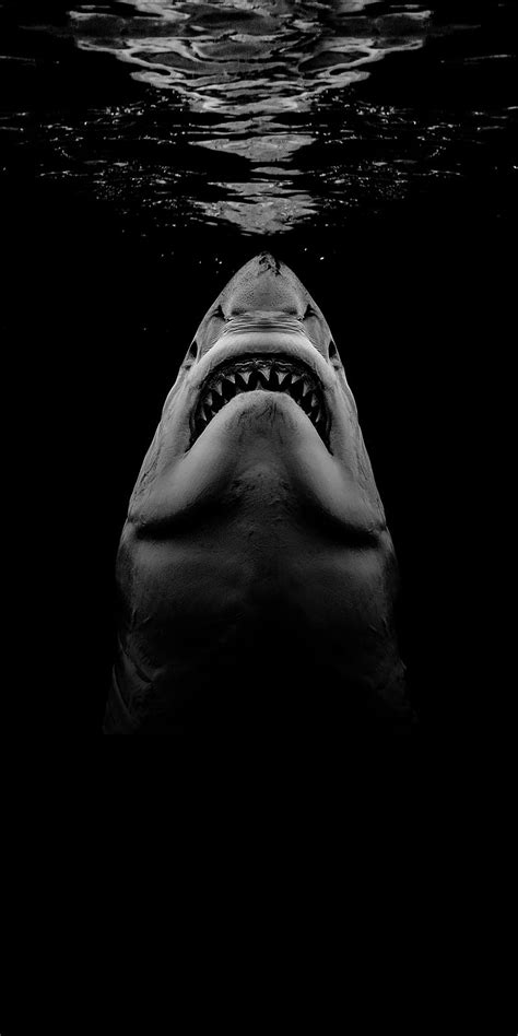 Hd Shark Wallpaper