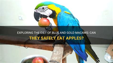 Exploring The Diet Of Blue And Gold Macaws: Can They Safely Eat Apples ...