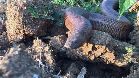 Red sand boa snake in mulberry garden. - YouTube