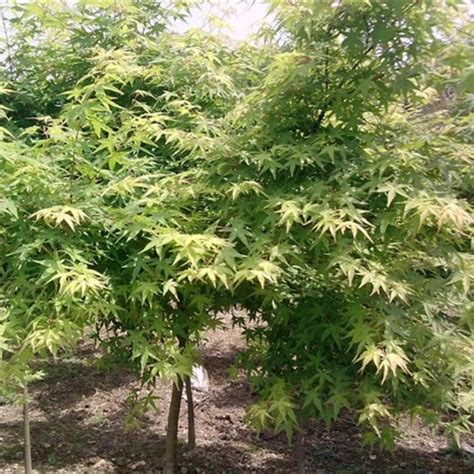 Acer Palmatum Seeds, Japanese Maple Seeds - heyouseeds – HeYou Seeds