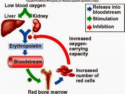 USMLE COMLEX Study Guides : First Aid Renal Physiology Part ll