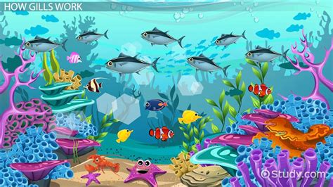 How Do Fish Breathe Underwater? - Lesson for Kids - Lesson | Study.com