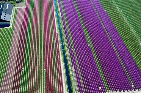 Aerial Photos of Tulip Fields in the Netherlands, by Normann Szkop | Amusing Planet