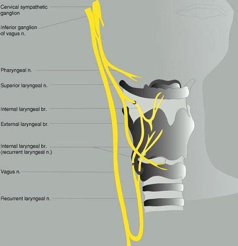 Superior laryngeal nerve (external and internal branches). | Passing Gas | Vagus nerve, Nurse ...