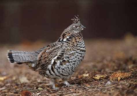 What Is The Arizona State Bird? - WorldAtlas