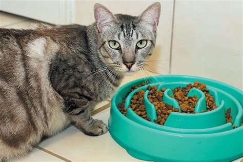 The Wet Cat Food Vs. Dry Cat Food Debate - Catster