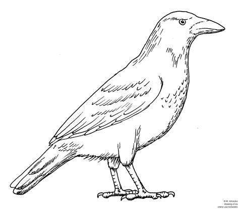 Drawing of crow – Line art illustrations