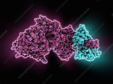 Molecular motor protein - Stock Image - C014/6776 - Science Photo Library