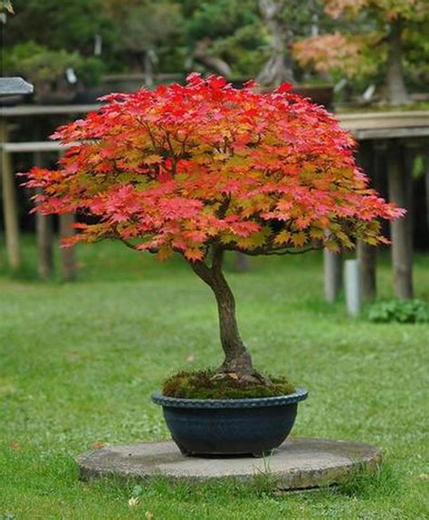 Beautiful Golden Fall Full Moon Japanese Maple Acer (1) - Decomagz ...