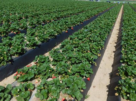 How Strawberries Are Grown, Harvested & Packed in California - The ...