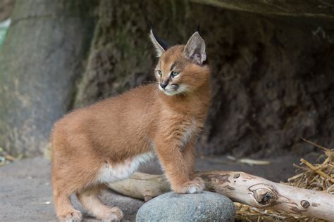 What's a caracal kitten? Cute | KVAL